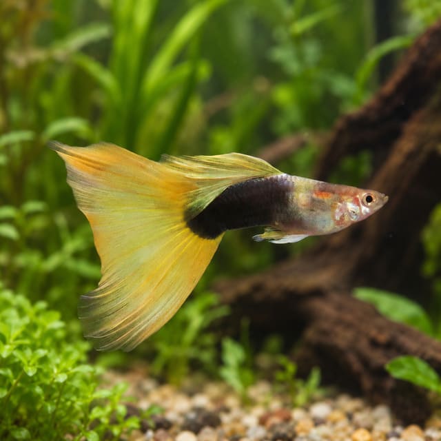 Male Yellow Tuxedo guppy with a cream-yellow front, black tuxedo rear and large pale yellow tail in a planted aquarium