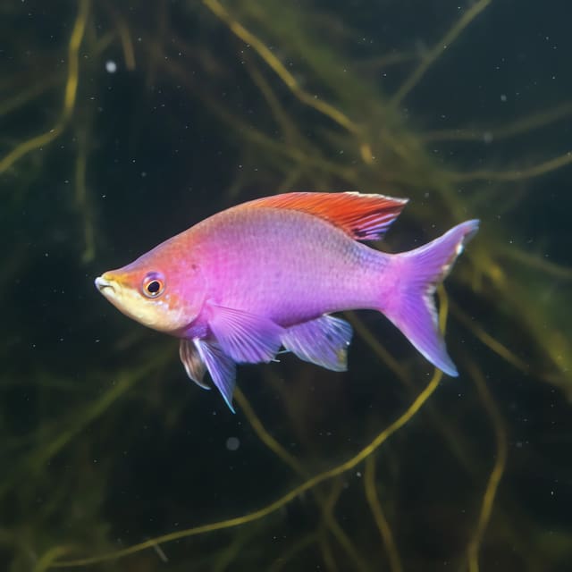 Yellowstriped Fairy Basslet Pseudanthias tuka medium marine fish with yellow striping in a reef aquarium