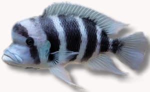 Zambia Blue Frontosa (Cyphotilapia gibberosa) in side view, pale blue-white with broad black bars and pale blue fins