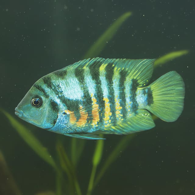 Zebra Convict Cichlid Amatitlania nigrofasciata side profile