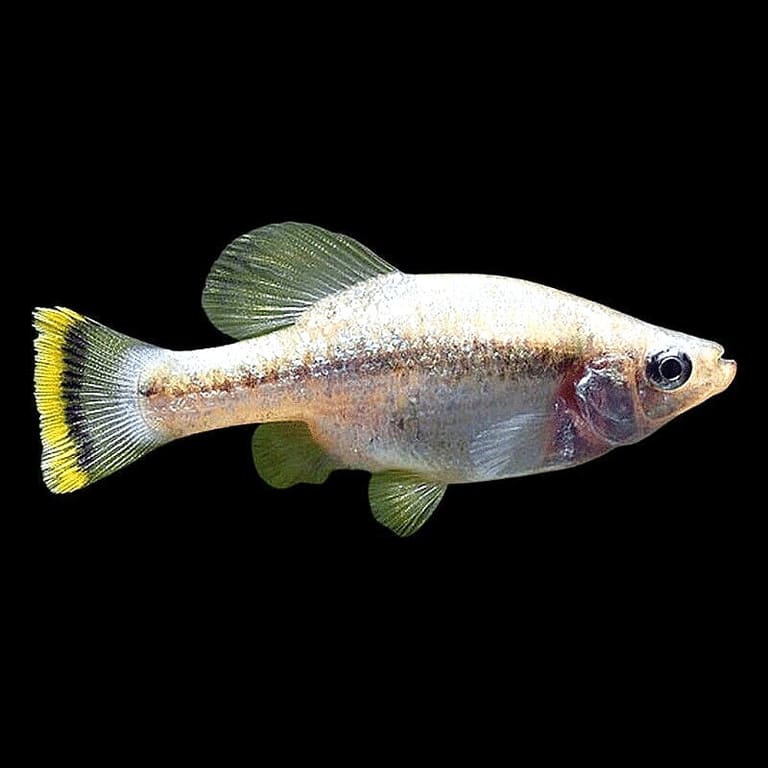 Red-Tailed Goodeid (Xenotoca eiseni) male showing splitfin shape and coloured tail