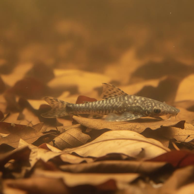 3 × Hoplo Cats (Hoplosternum thoracatum)