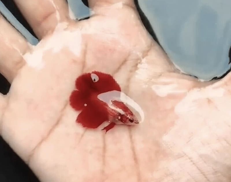 Double Tail Female Betta Mix (Betta splendens) – Single Female