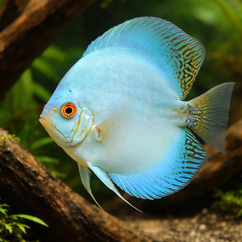 Discus cobalt — Fresh Water Fish