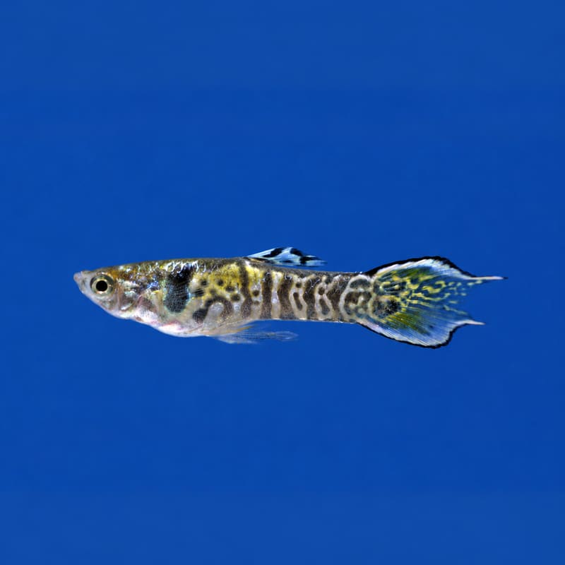 El Tigre Endler male (Poecilia wingei) with a gold body, dark tiger bars and a black-edged yellow-green tail