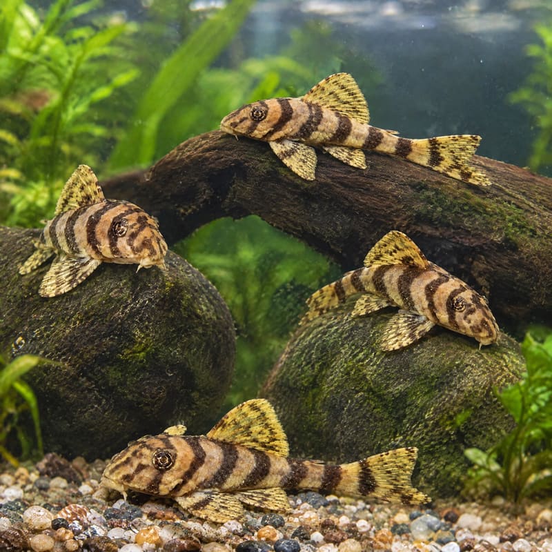 5 × Candy Striped Pleco L015 · Deal Pack · Free Delivery