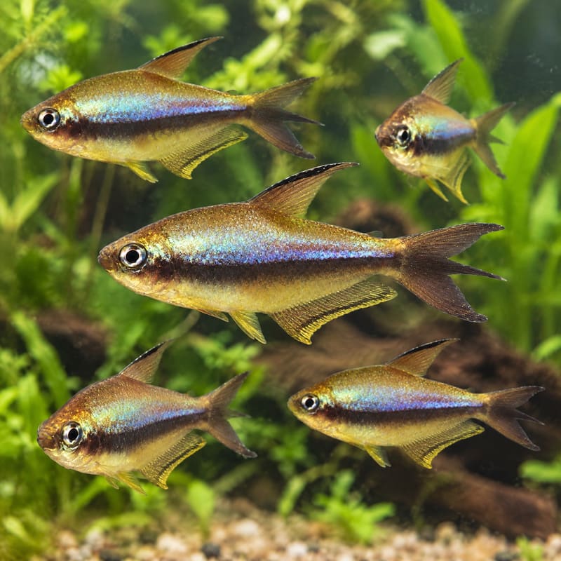 25 × Emperor Tetra · Deal Pack · Free Delivery