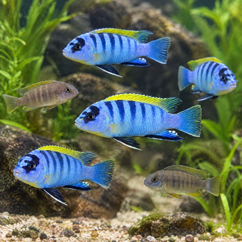 10 × Hongi Cichlid · Deal Pack · Free Delivery