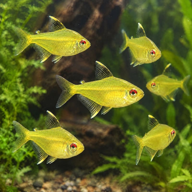 30 × Lemon Tetra 1.5–2 cm · Deal Pack · Free Delivery