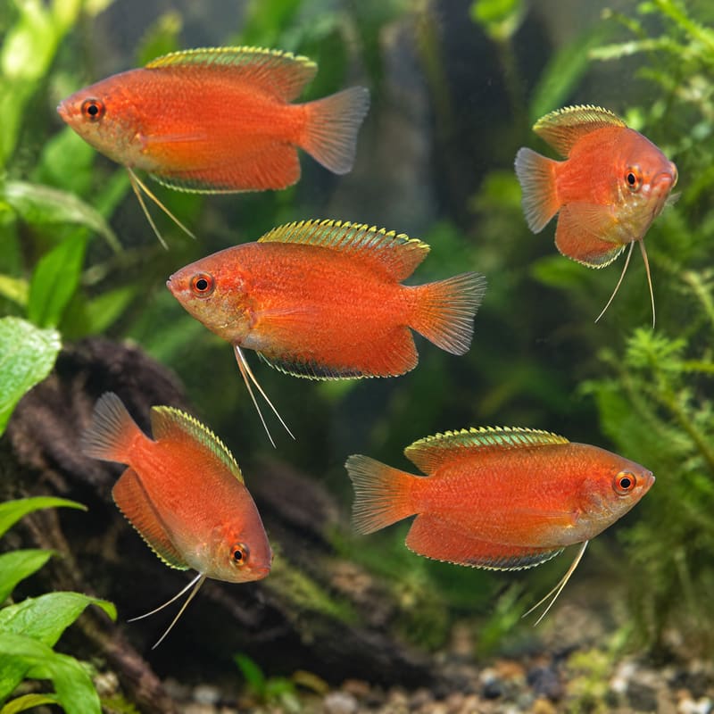 15 × Red Honey Gourami · Deal Pack · Free Delivery