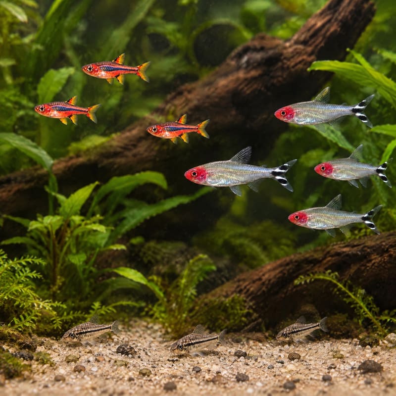 Chili Rasbora & Corydoras Community Pack · 36 fish · 100 L+ tank · with food · Free Delivery