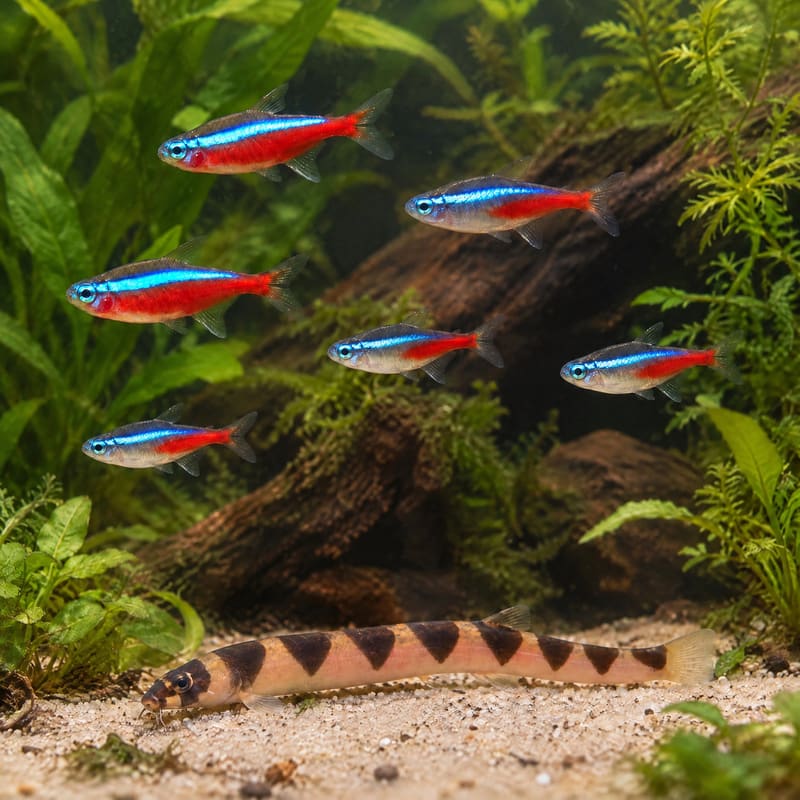 Neon Tetra & Kuhli Loach Community Pack · 45 fish · 250 L+ tank · with food · Free Delivery