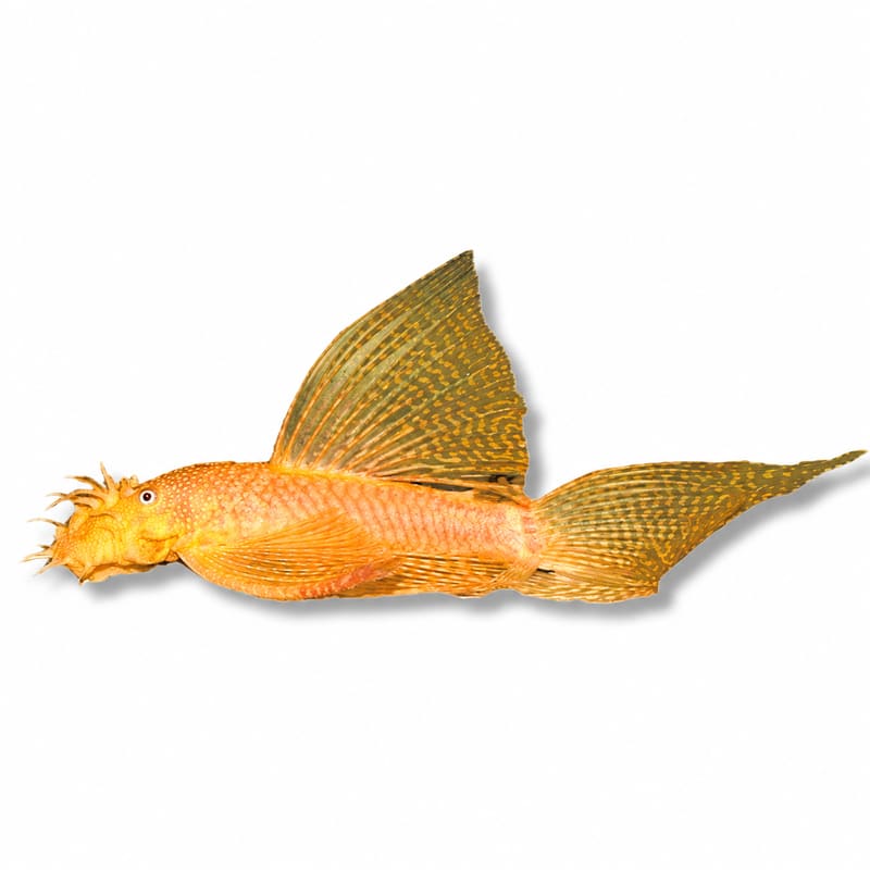 Gold Long Fin Bristlenose Pleco (Ancistrus sp.)