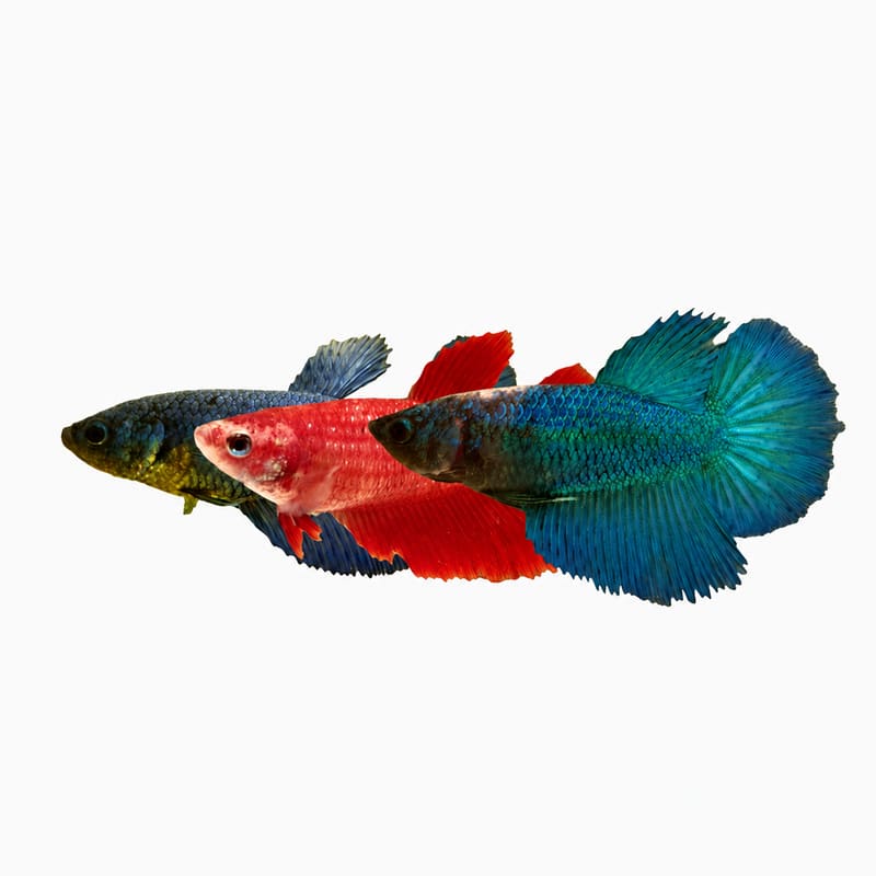Halfmoon Female Betta Mix (Betta splendens)
