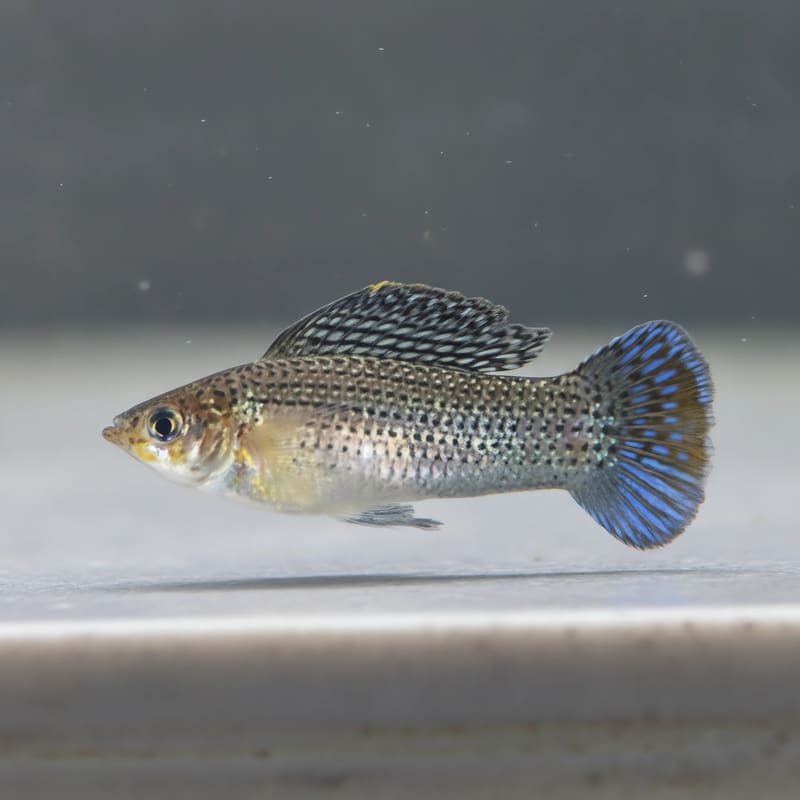 Poecilia Latipinna
