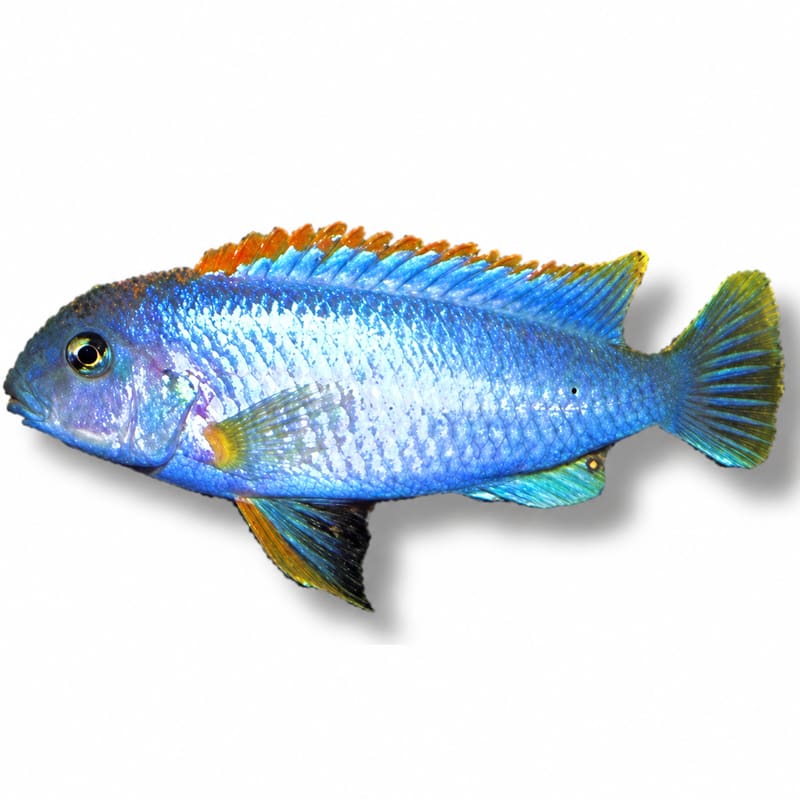 Red Top Ndumbi Cichlid (Pseudotropheus sp. 'Red Top Ndumbi') – Multiple Sizes