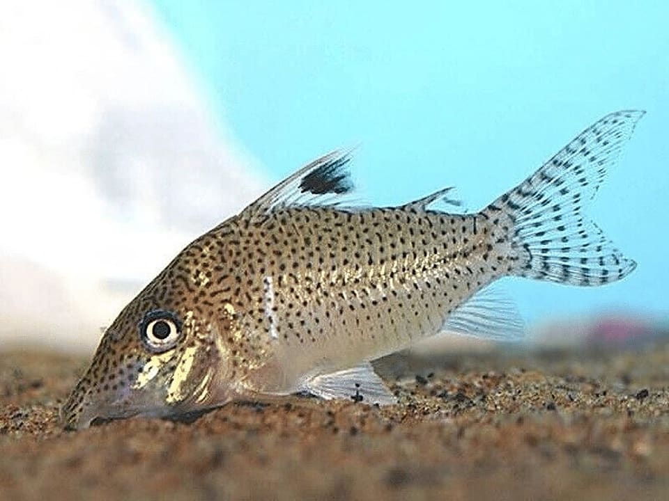 Corydoras