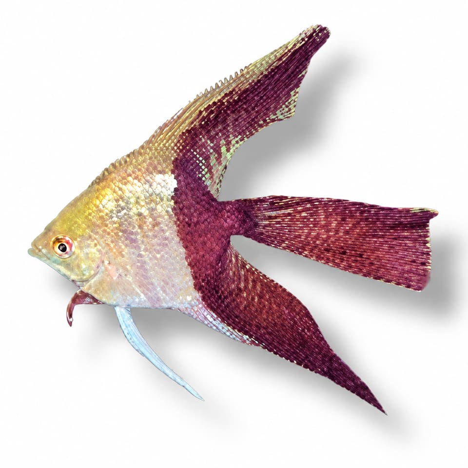 Angelfish