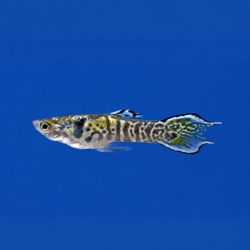 Endler Guppy