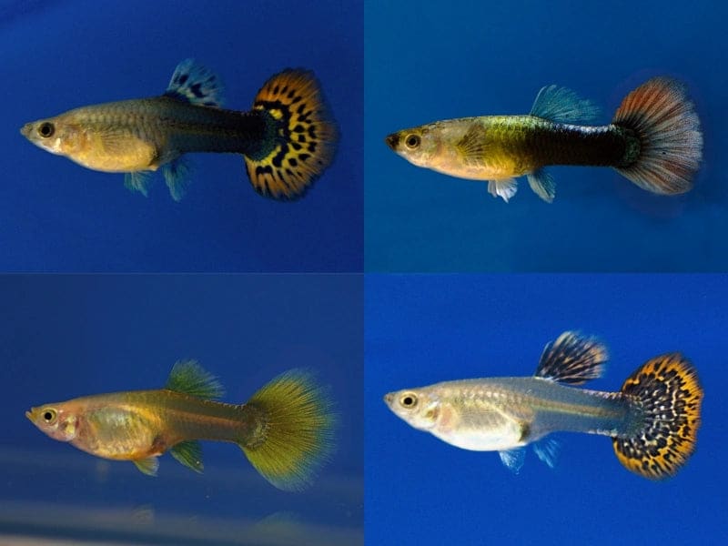 Female Guppy Mix (Poecilia reticulata)