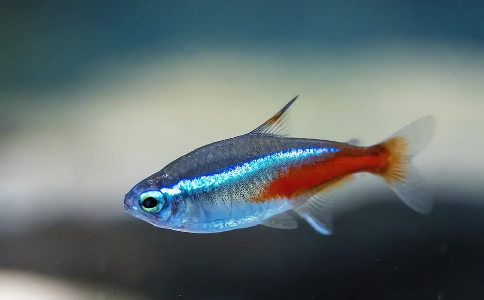 Neon Tetra (Paracheirodon innesi)