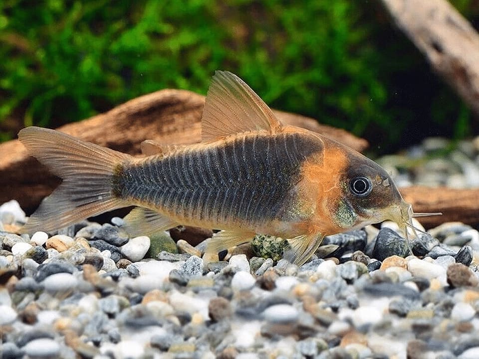 Horseman Cory (Corydoras eques)