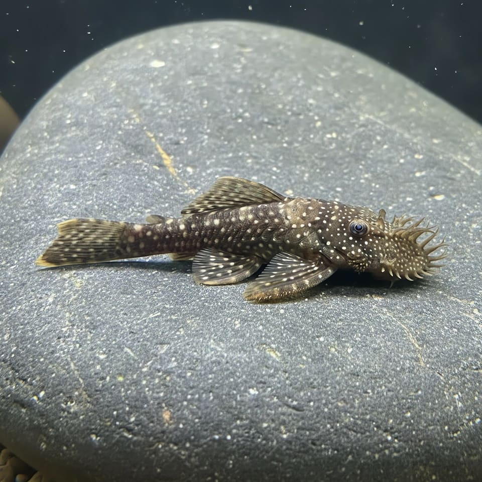 L393 Cheese Creek Bristlenose (Ancistrus sp.)