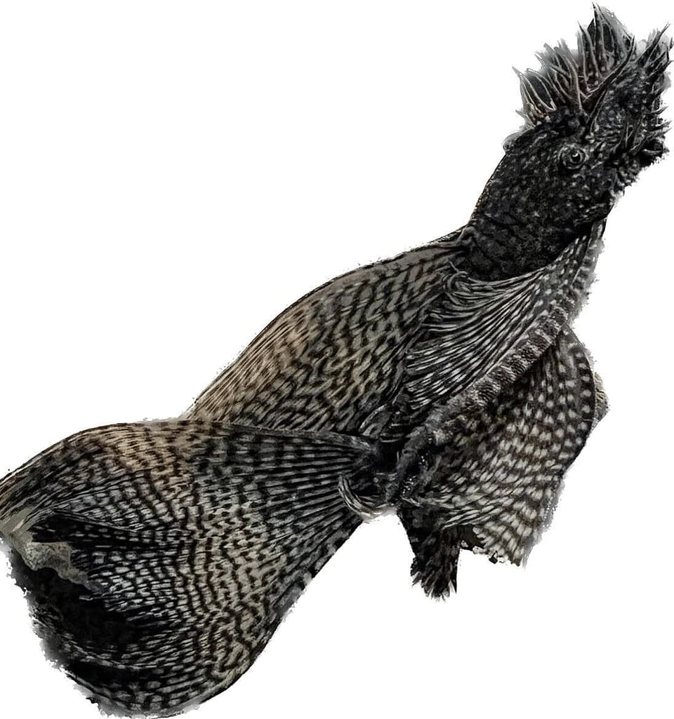 Longfin Bristlenose Pleco (Ancistrus sp. long fin)