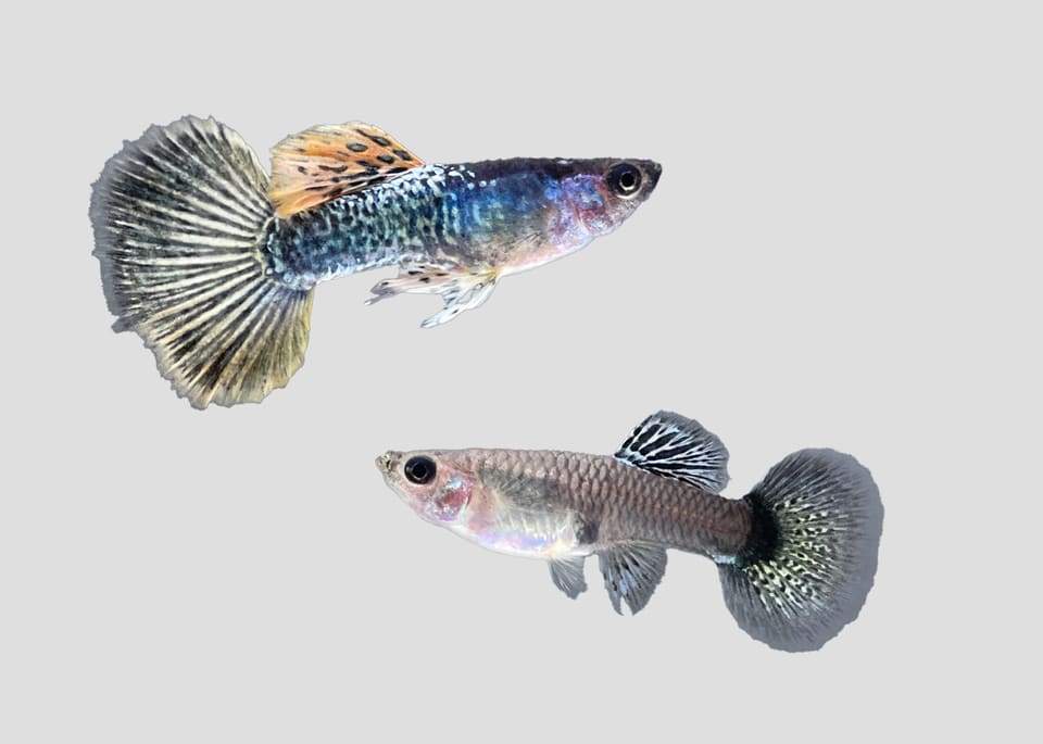 Livebearers