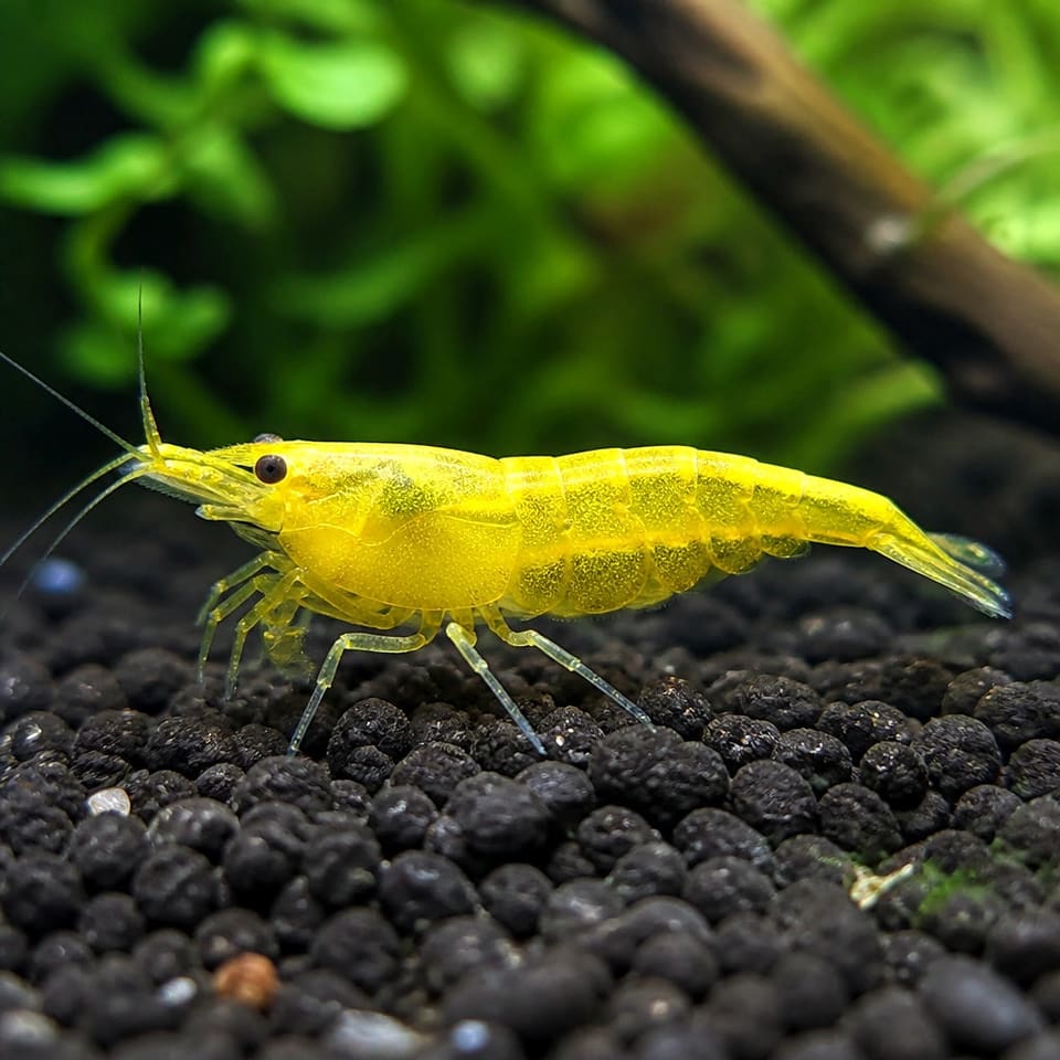 Neocaridina davidi yellow neon - Aquarium Shrimp for Sale UK