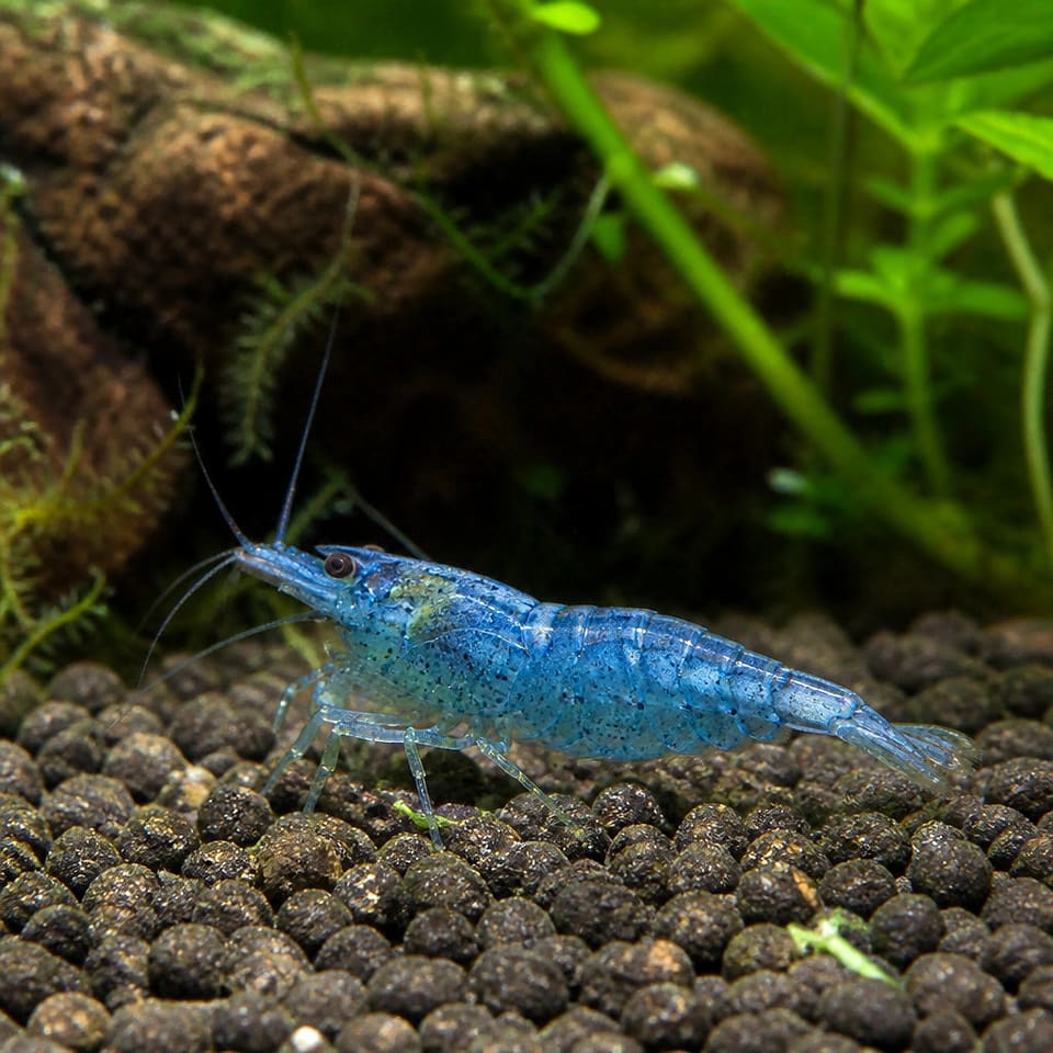 Neocaridina heteropoda Blue Jelly - Aquarium Shrimp for Sale UK