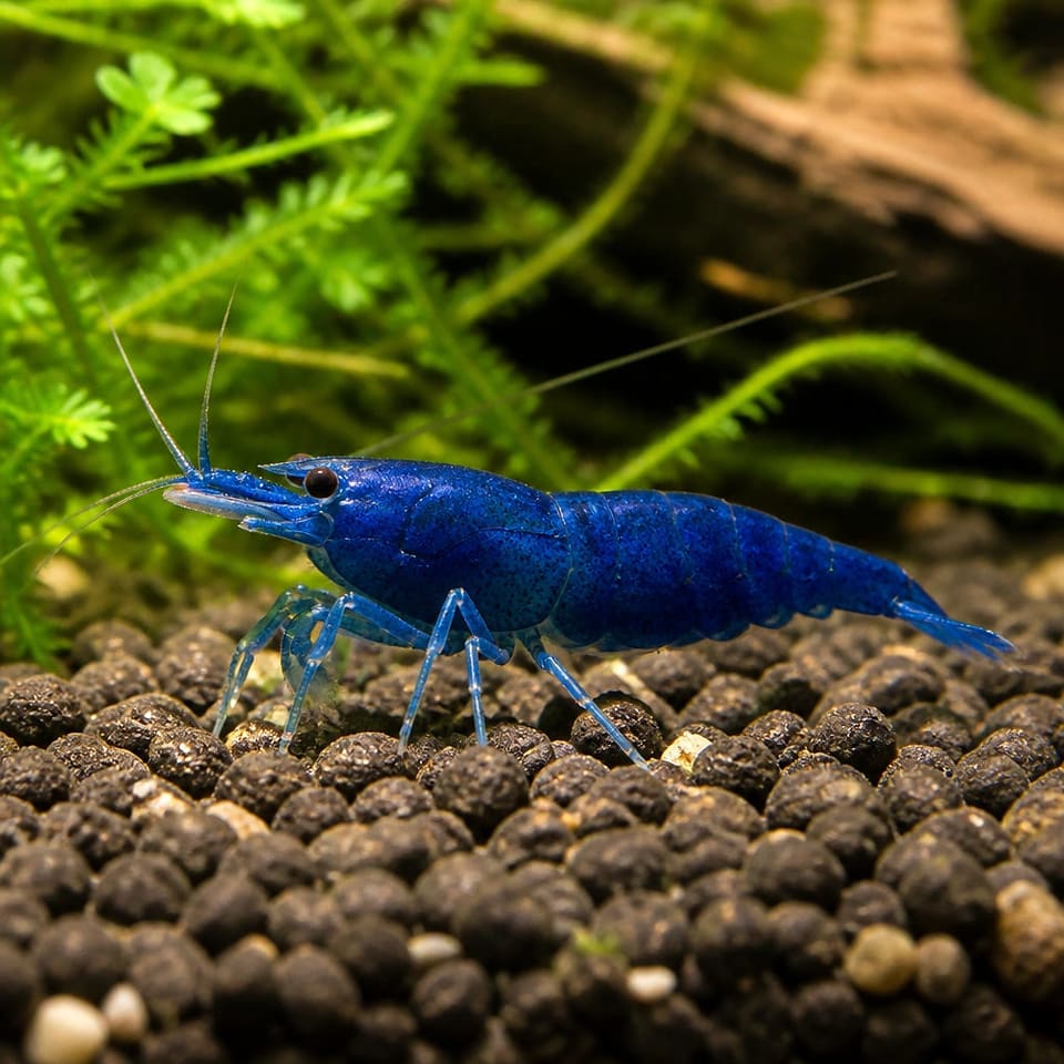 Blue Velvet Shrimp (Neocaridina davidi)