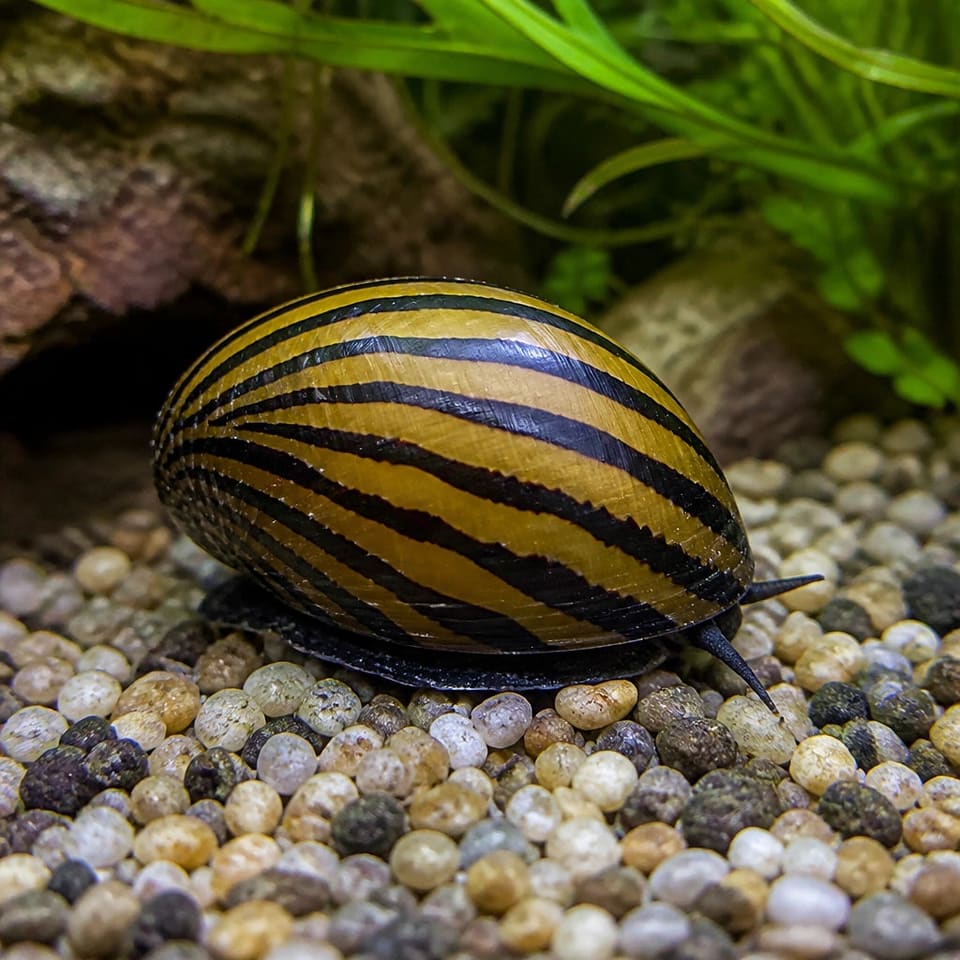 Nerite Snails