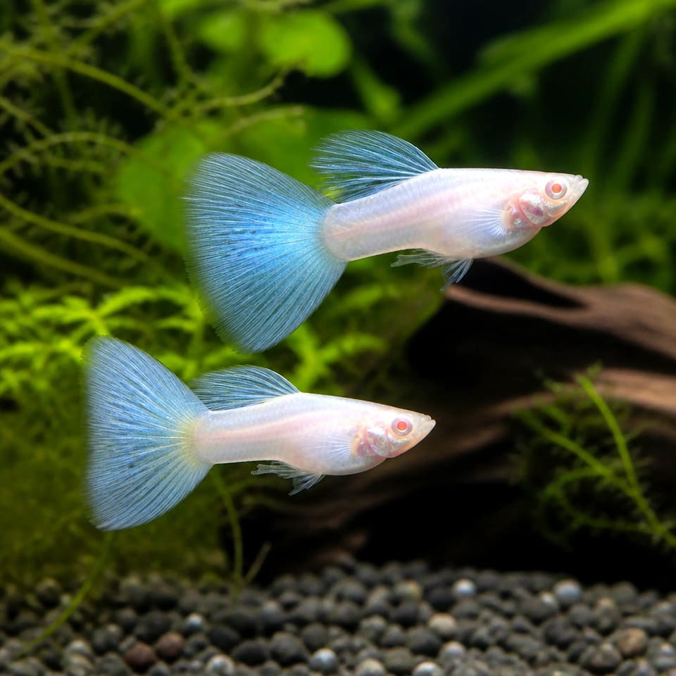Albino Sky Blue Guppy Pair (Poecilia reticulata)