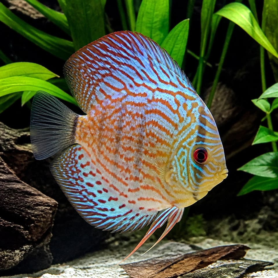 Assorted Juvenile Discus (Symphysodon mix)