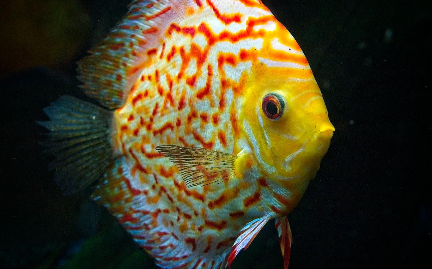 Discus Care Guide: How Hard Are They? | Tropical Fish Co