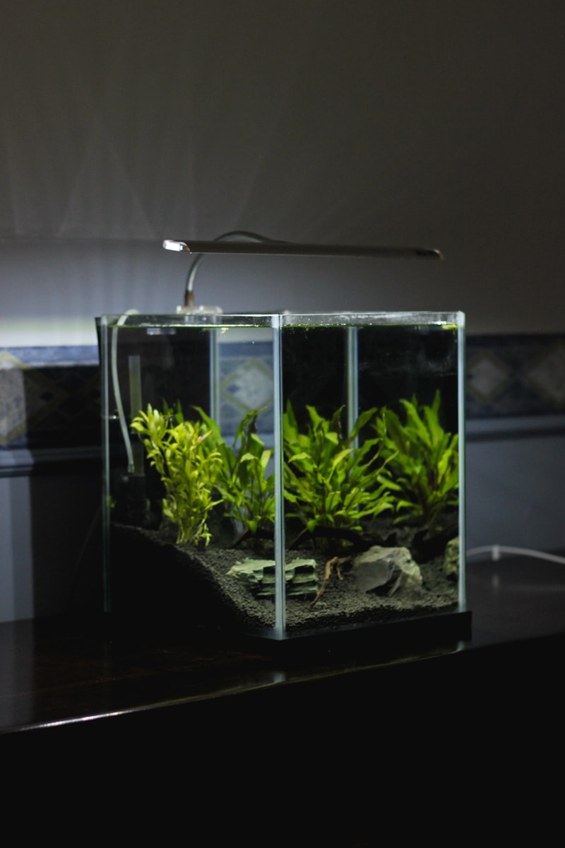 Aquarium equipment for tropical fish tank setup