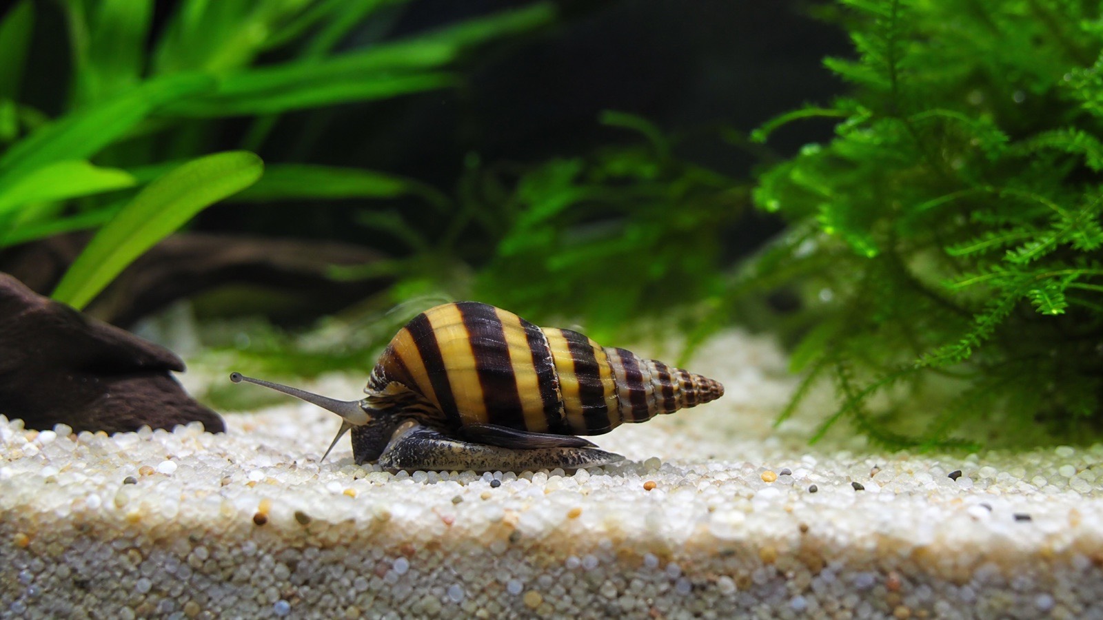 Assassin Snail UK (Anentome helena) | Tropical Fish Co