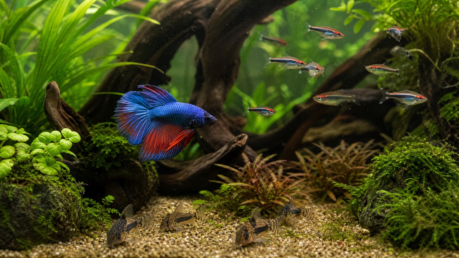 betta fish accessories uk Small Tank, Stackable Mini Aquarium Tank Kit with Aquarium Gravel Pearl Decoration, 3/5 Gallon Fish Bowl Tiny Cube Tank for Seaweed Balls The Budget BETTA Setup You