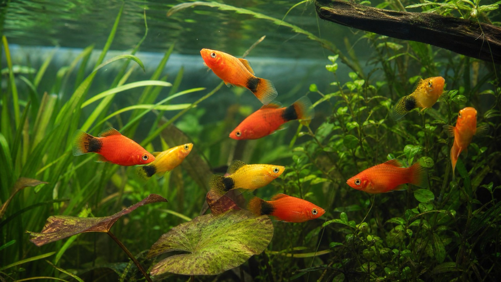 Variatus Platy UK Care & Buying Guide | Tropical Fish Co