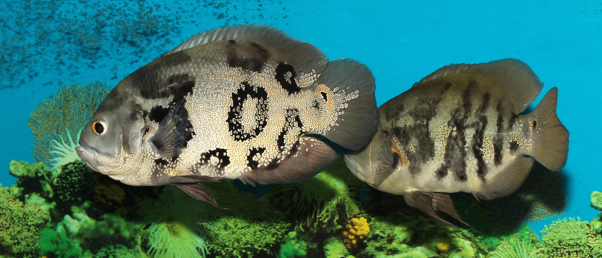 Oscar Fish UK: Care, Tank Size & Types | Tropical Fish Co